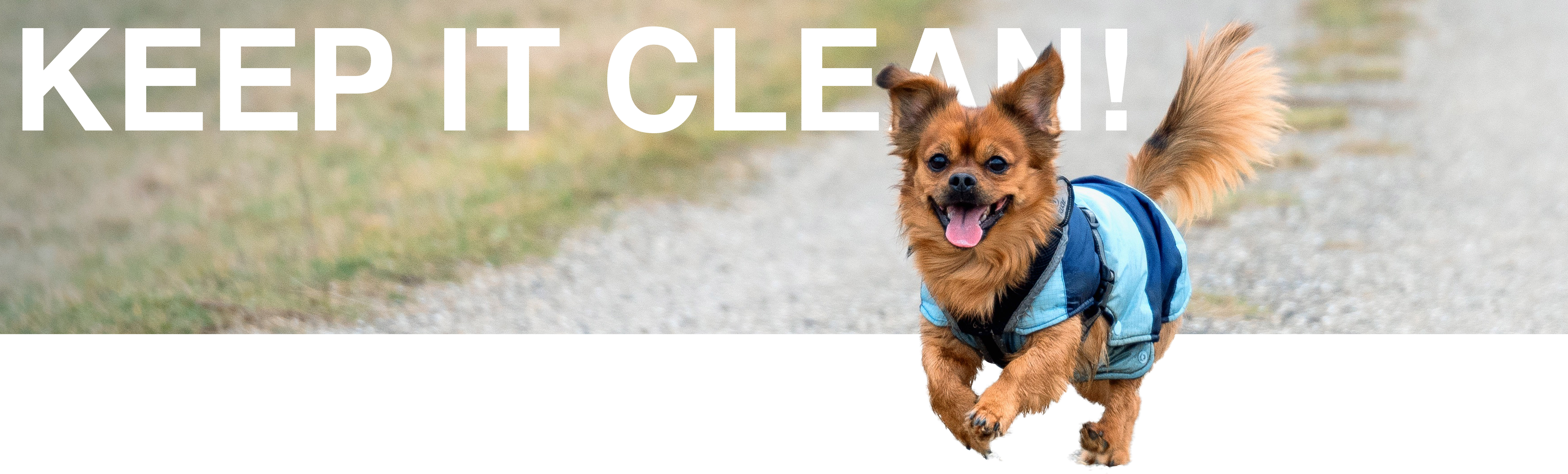 How to Build a Dog Park in Your Community